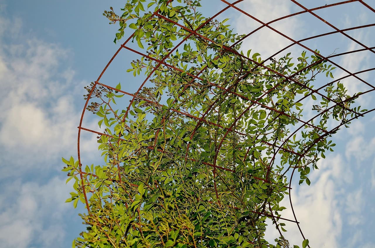 Climbing vines sprawling across a metal garden trellis against the sky.