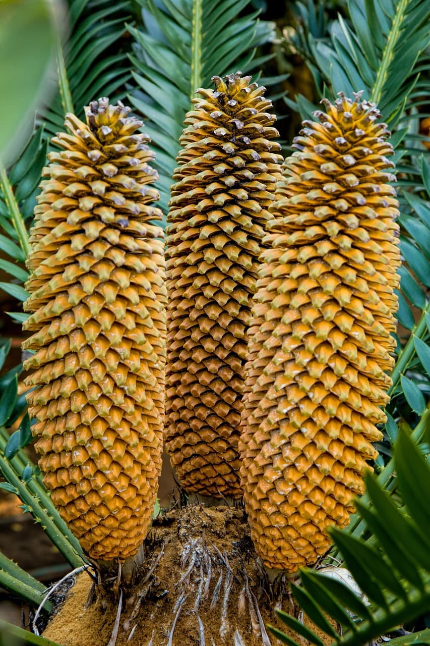 Cycad plant with stiff green fronds growing in a landscaped garden bed.