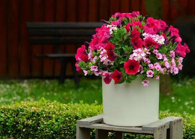 Petunia blooms in a patio container planter before deadheading.