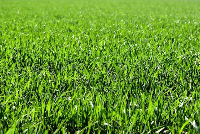 Close view of healthy green lawn grass in even daylight.