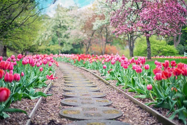 Stone garden path lined with bright tulips and flowering trees in spring.
