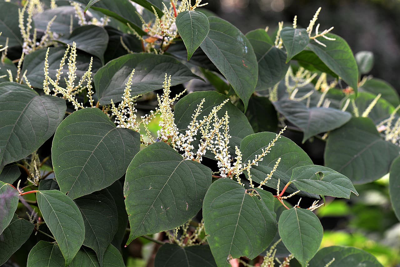 Japanese knotweed leaves and pale flower clusters in late summer.