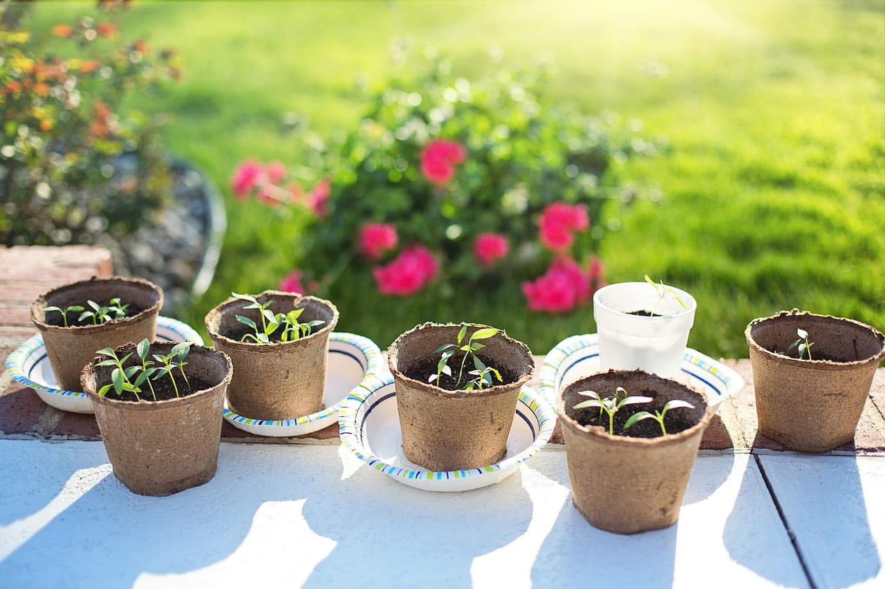 Young vegetable seedlings started in small pots on a sunny patio ledge.