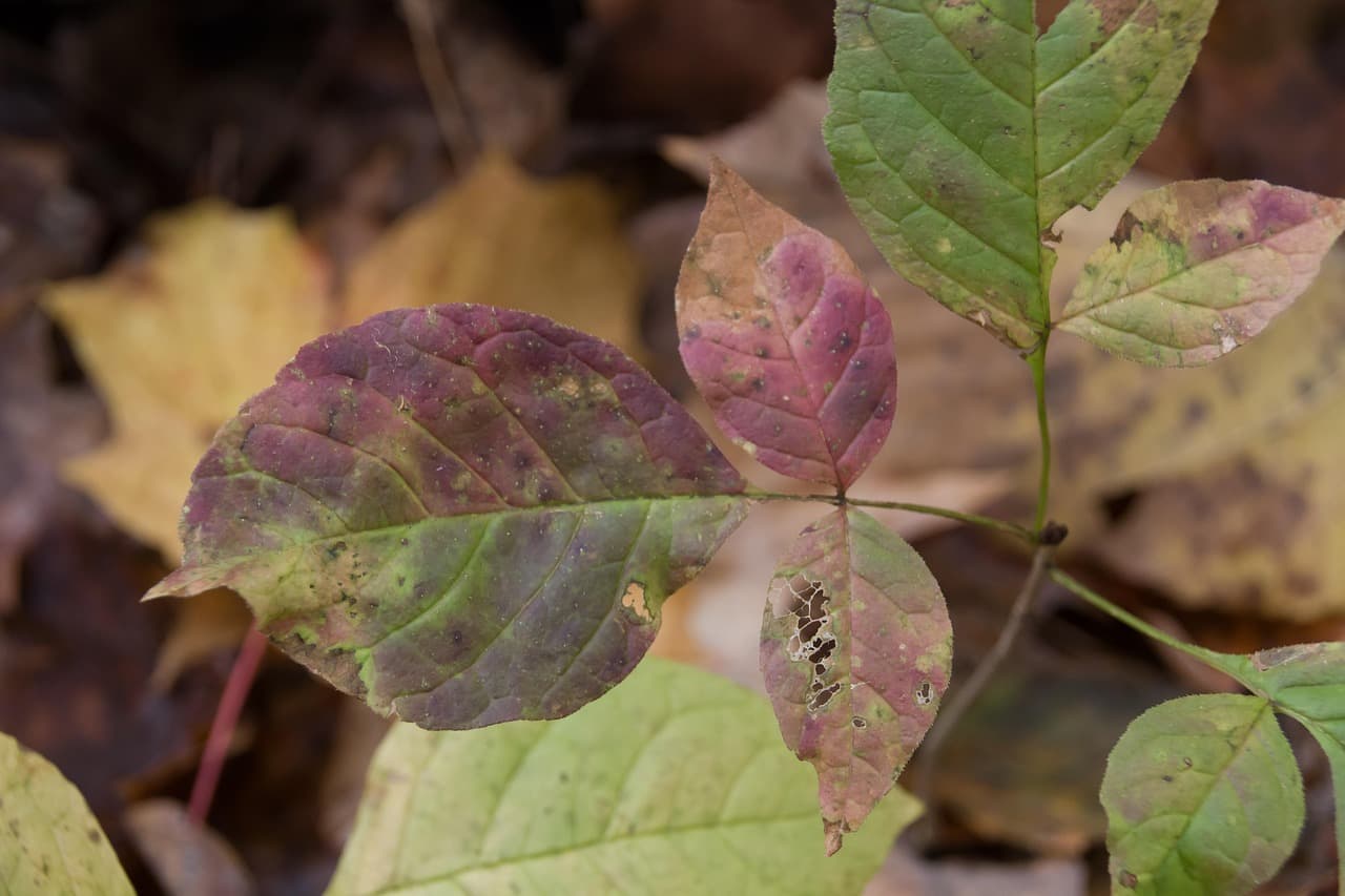 Poison ivy leaves showing fall color against leaf litter.
