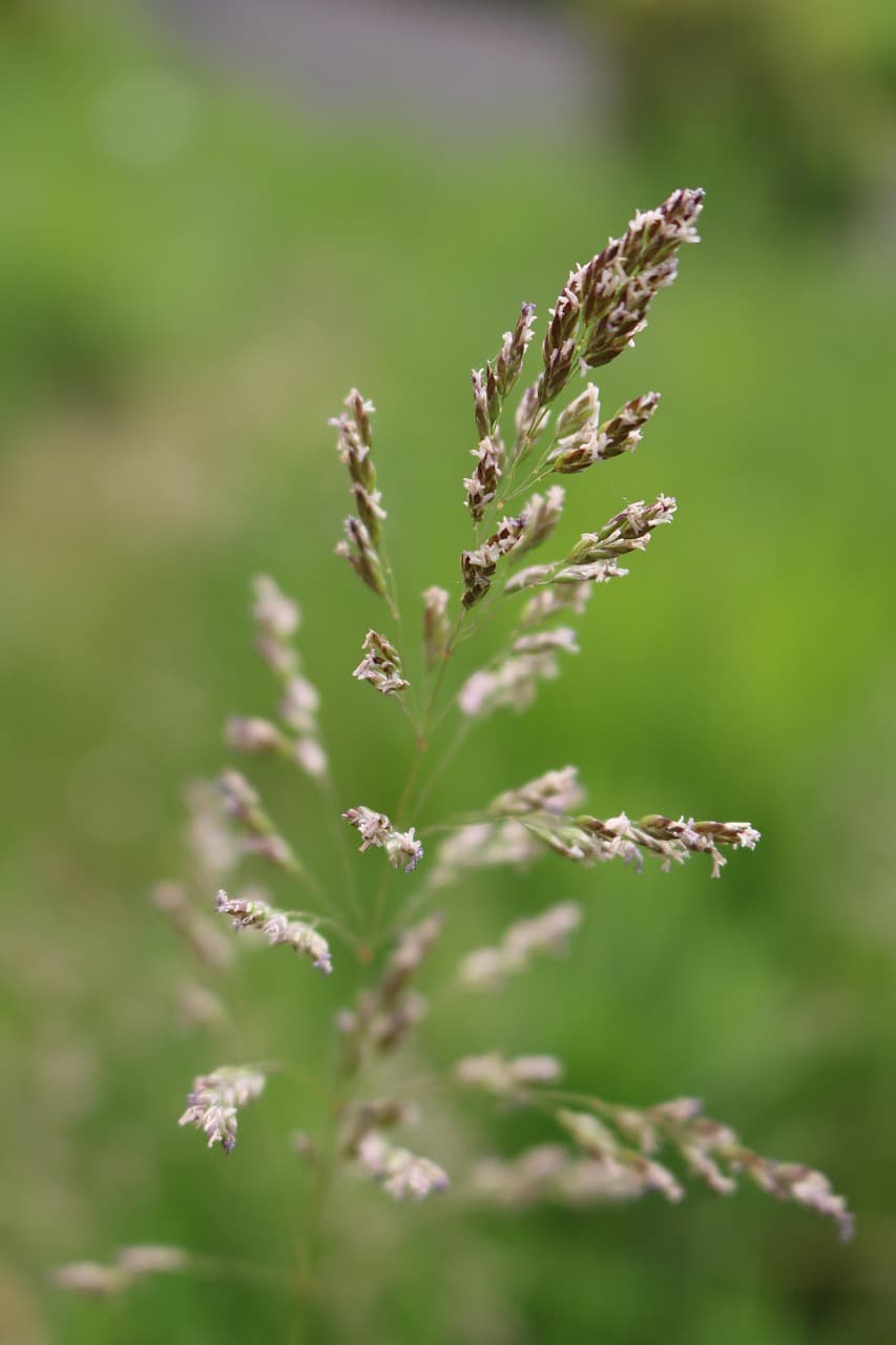 Grass seed heads catching warm light in a meadow-like lawn edge.