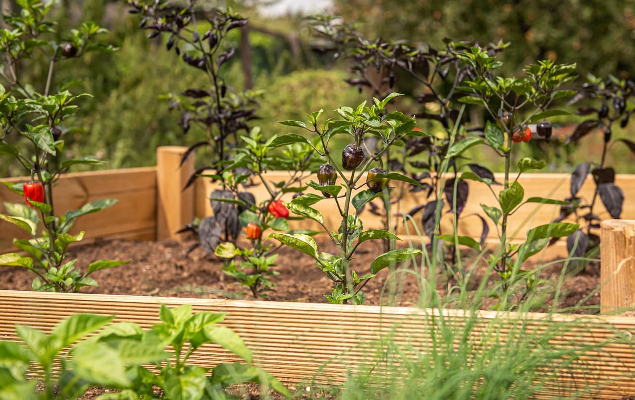Pepper plants growing inside a tidy wooden raised bed.