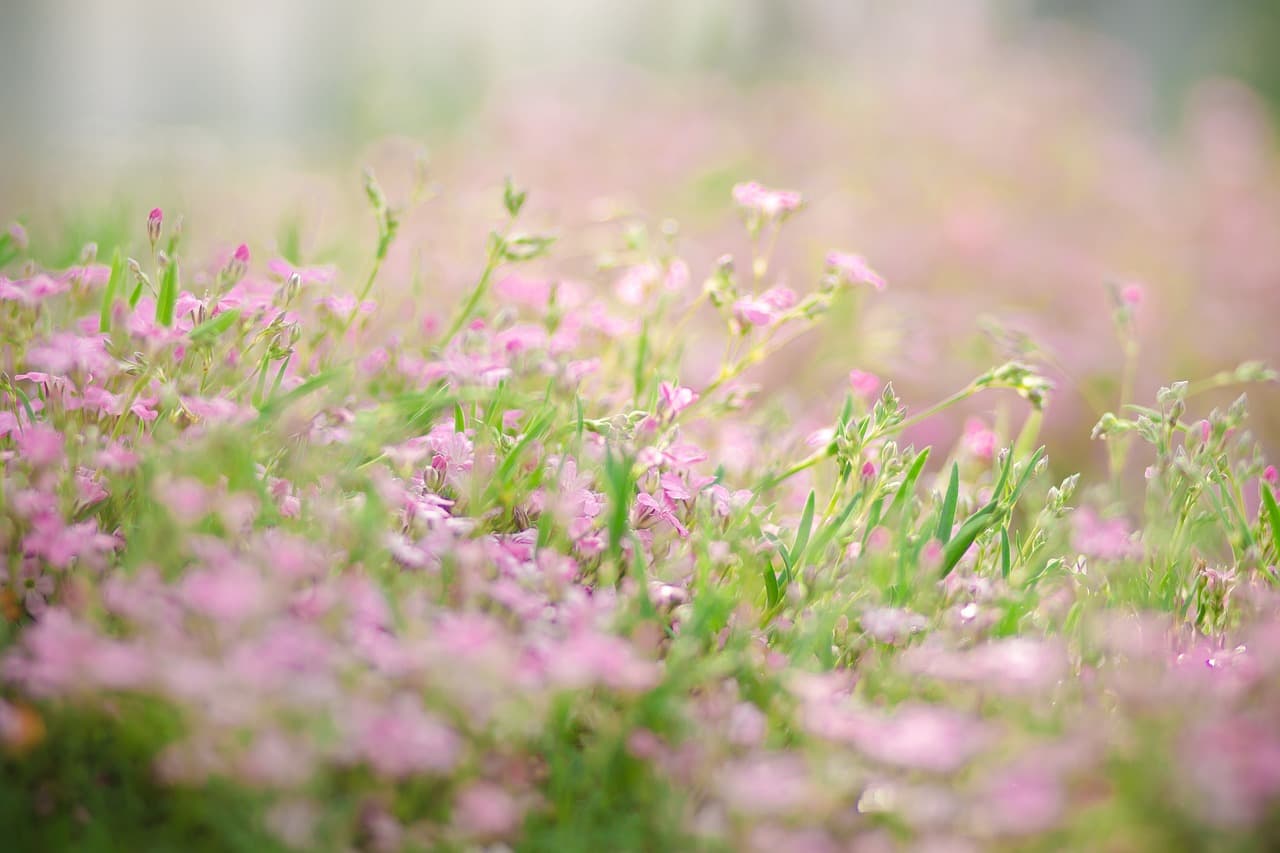 Soft pink flowers repeating across a garden bed in shallow focus.