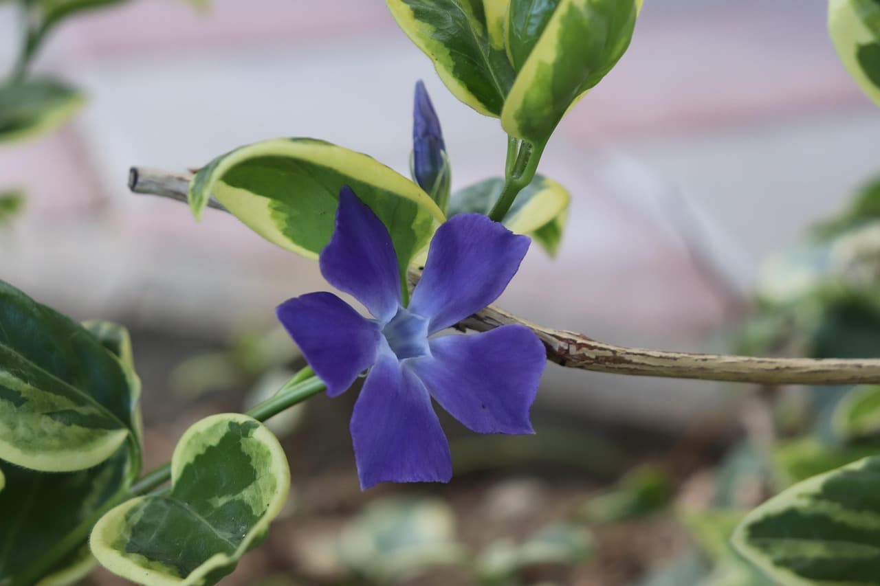 Purple periwinkle flower blooming through glossy groundcover foliage.