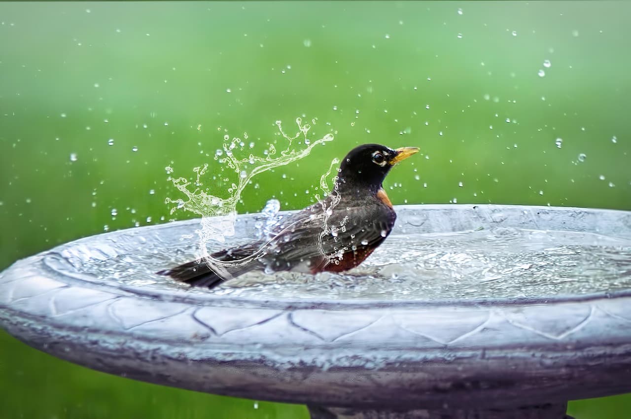 Robin splashing in a shallow stone birdbath with water droplets in the air.