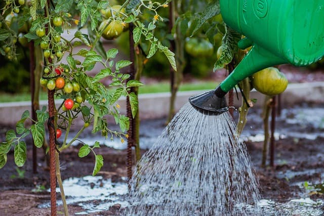 Watering tomatoes in a vegetable garden during warm weather.