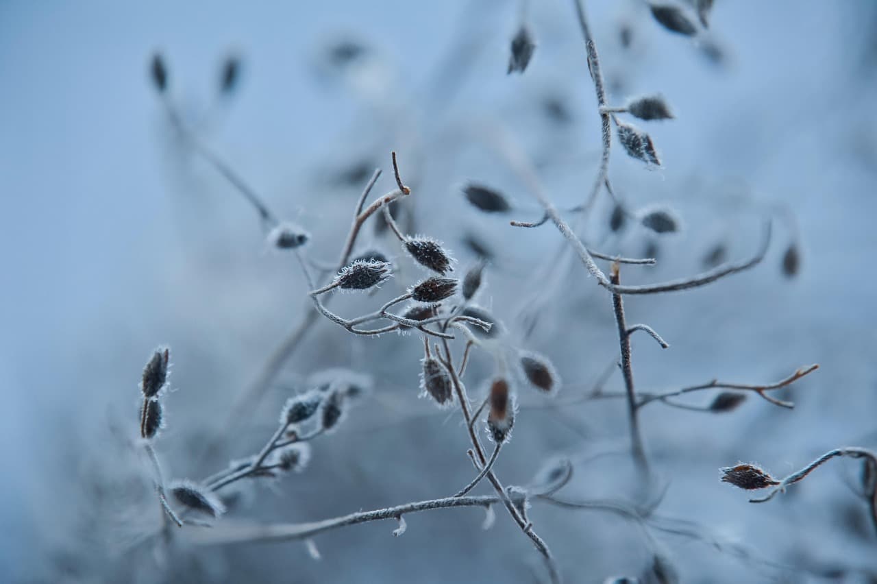 Frost-coated stems and seed heads in a garden during a cold early morning.