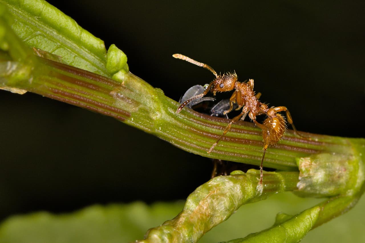 Close-up of an ant tending aphids on the edge of a green leaf.