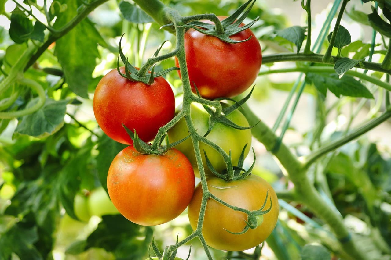 Ripening tomatoes hanging on a supported garden vine.