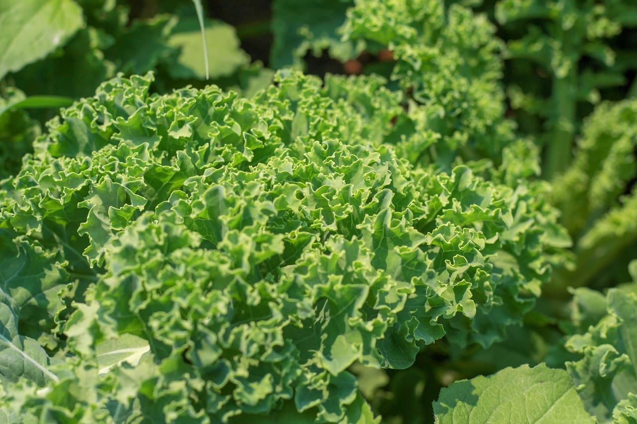 Leafy greens growing in a backyard vegetable bed for cool-season harvests.