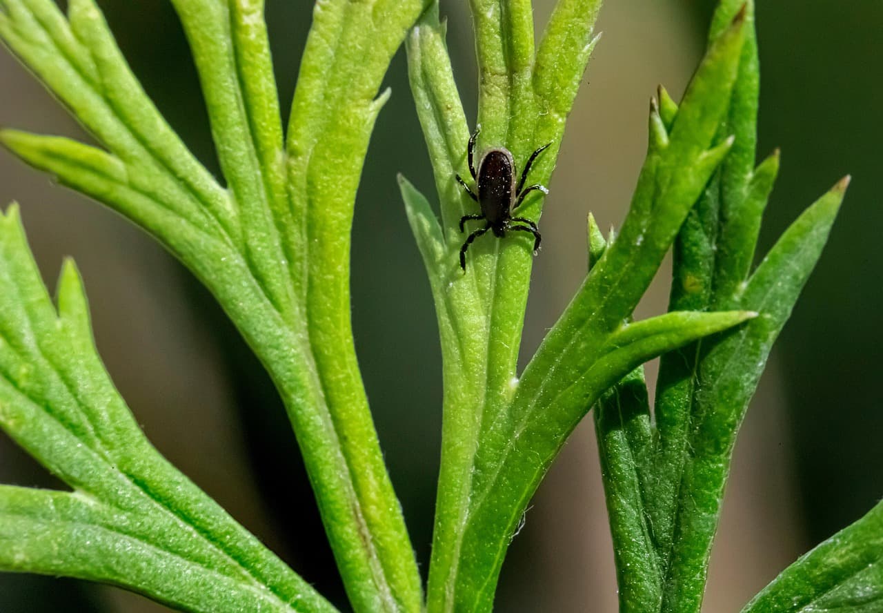 Close-up of a tick resting on a green leaf blade.