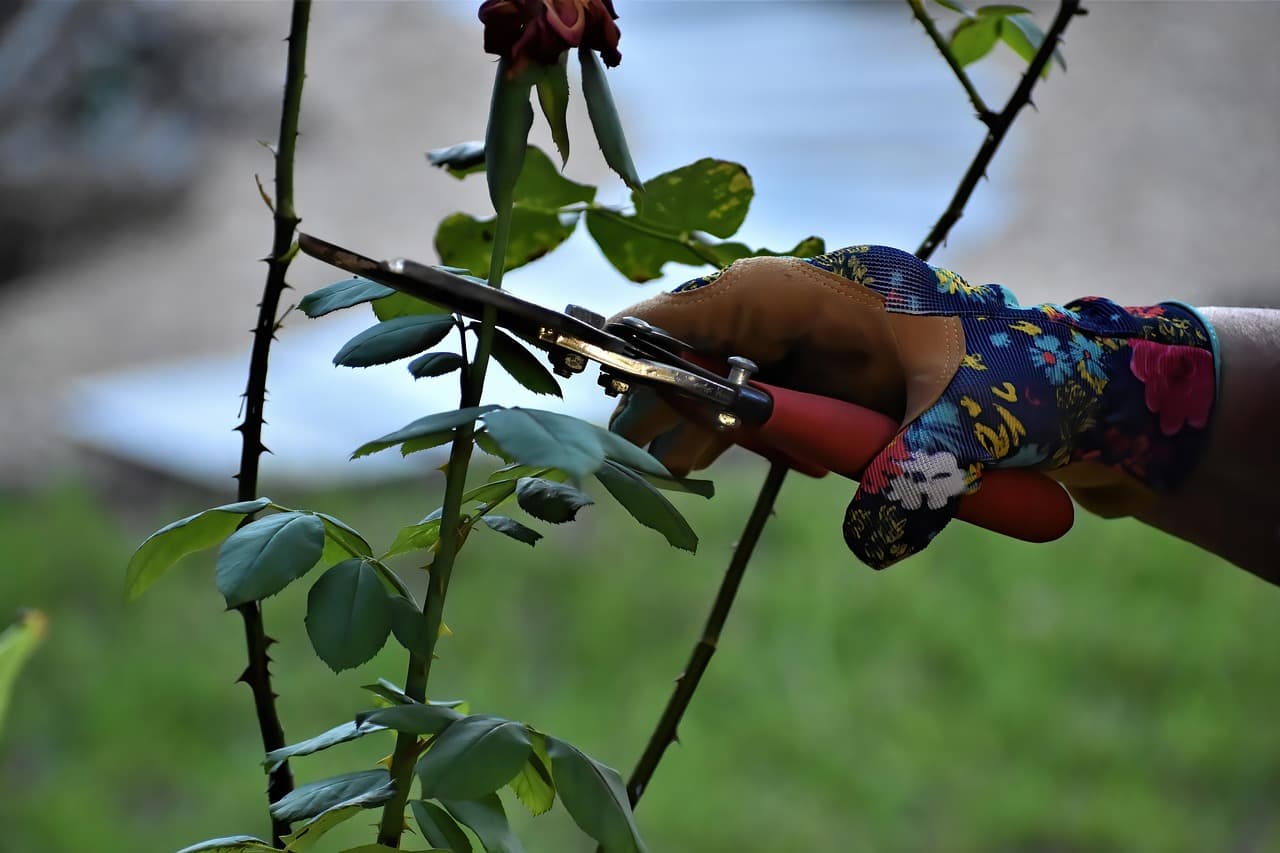 Gardener pruning rose canes with hand shears beside fresh spring growth.