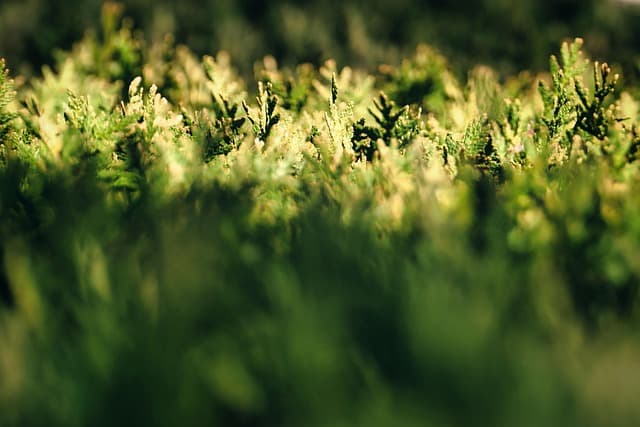 Sunlit hedge foliage forming a dense green privacy screen.