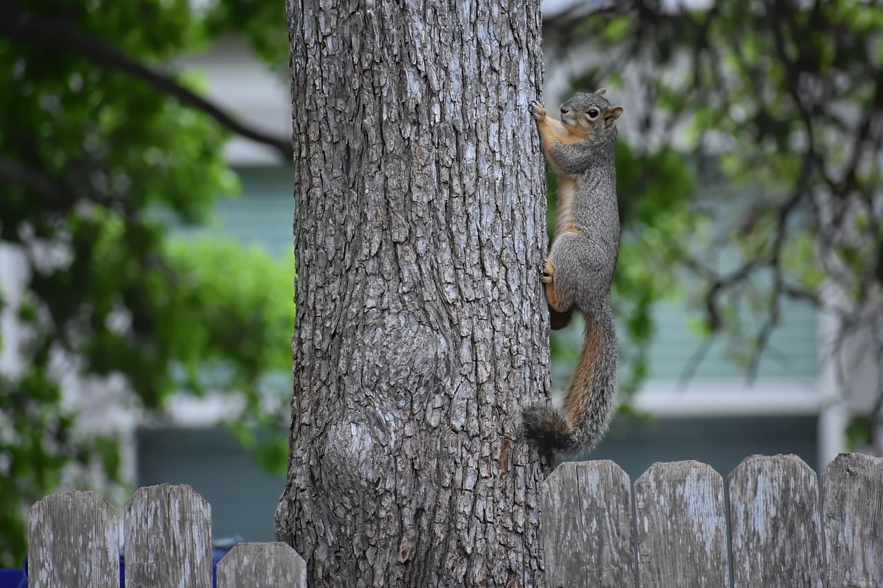 Gray squirrel climbing a backyard tree above a weathered fence.
