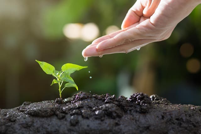 Hand watering a young seedling planted in rich dark soil.