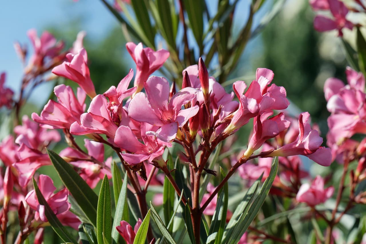 Pink oleander blossoms growing on a leafy ornamental shrub.
